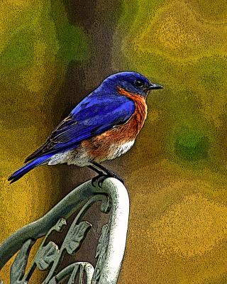 Blue Bird 2-355 (poster edge)