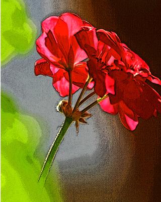 geranium 009 (poster edge)