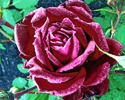 Marti's Rose 1-2932