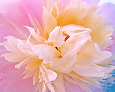 Marti's Pink Peony (water paper)