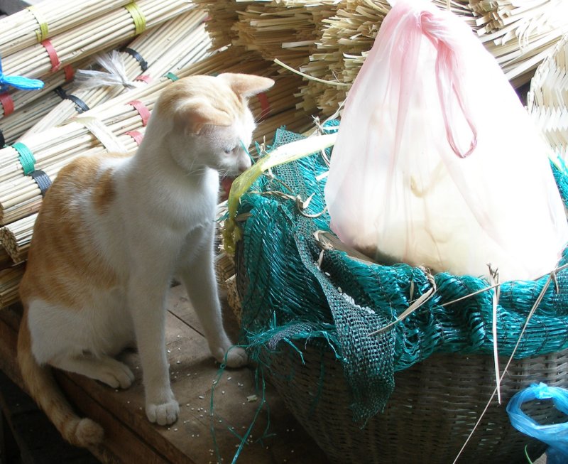 Cat intrigued by basket of twittering birds, Talat Thong Khan Kham
