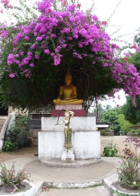 Bougainvillea Buddha, Wat Aphay