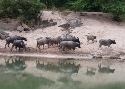 Water buffalo