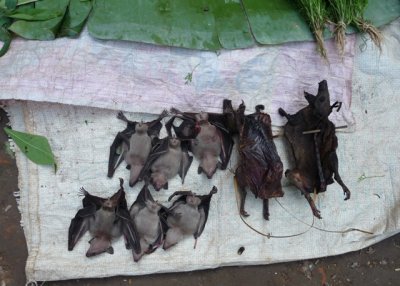 Bats for sale in market
