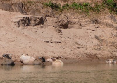 Bovine bliss - water buffalo on riverbank