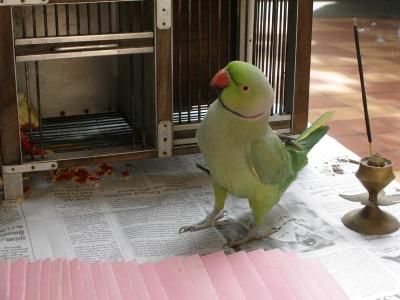 Fortune-telling bird, Tekka Centre