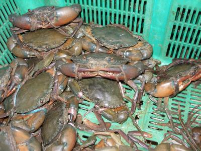 Crabs, Tekka Centre