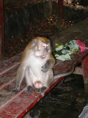 Monkey, Templer Park