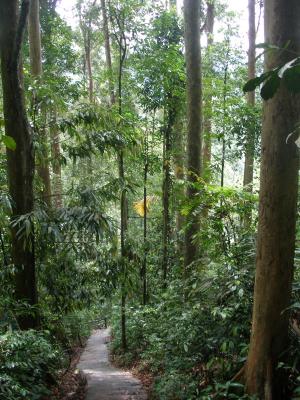 Downhill, Templer Park