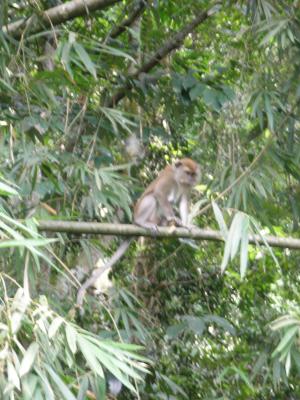 Monkey, Templer Park