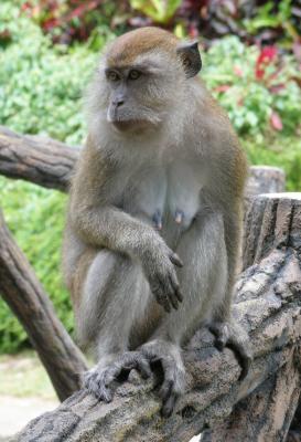 Monkey, Templer Park