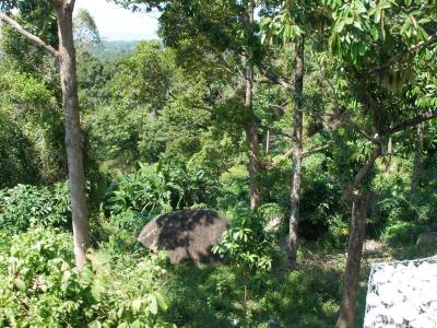 Jungle en route to Balik Pulau