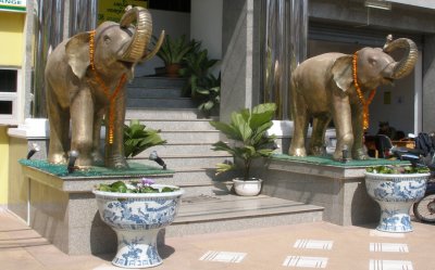 Elephants guarding bank