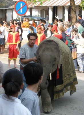 Baby elephant greeting bystanders
