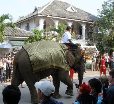 Elephant passing Villa Santi
