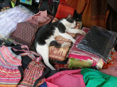 Cat on street stall