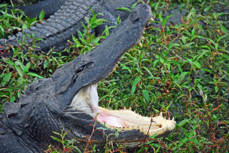 Everglades NP FL