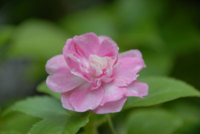 Phipps Conservatory
