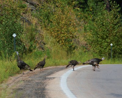 Why did the turkey cross the road?