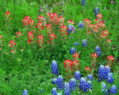 Flowers near Enchanted Rock Park TX