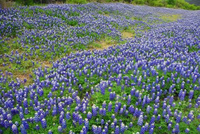 Blue Bonnets near Enchanted Rock Park TX