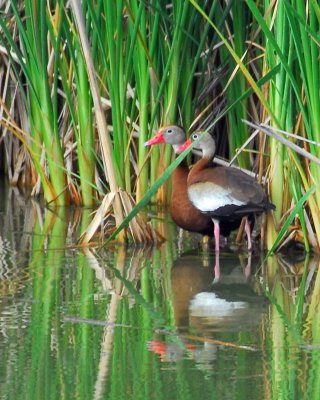 Turnbull Birding Center Port Aransas TX