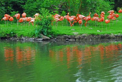 New Orleans Zoo