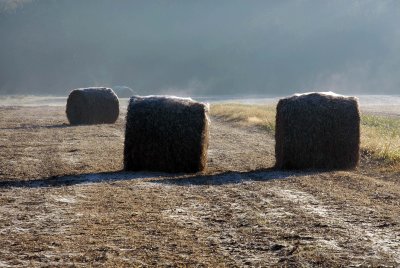 Frosty Morning