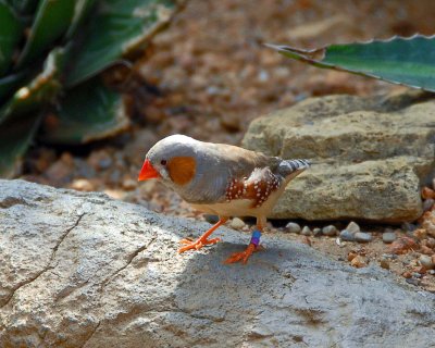 DSC_6125b.jpg