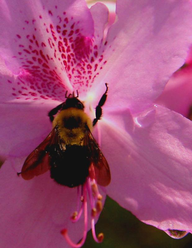 Azalea nectar