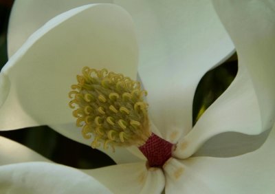 Magnolia