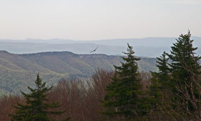 Potomac Highlands View from Dolly Sods Wilderness