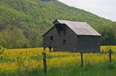 Old Barn in the Meadow