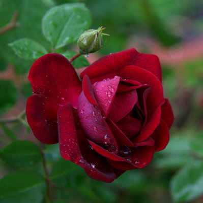 g3/40/596140/3/124493848.rPiWStAz.jpg