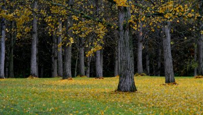 Autumn in the ginkgo grove.