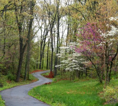 A country lane in springtime.