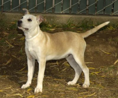 Jake_1 Adopted!!!!