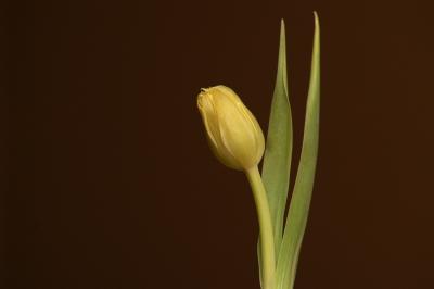 Forking Tulip February 6, 2006