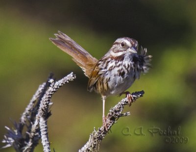Plucky Song Sparrow