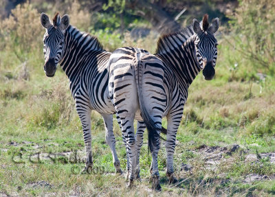 Two-headed zebra???