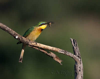 Little Bee-Eater with what else but....