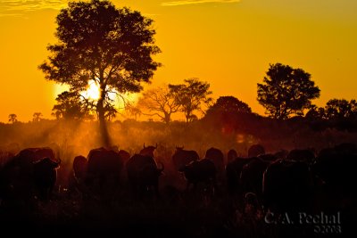 Buffalo in the setting sun