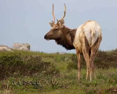 Bull Tule Elk