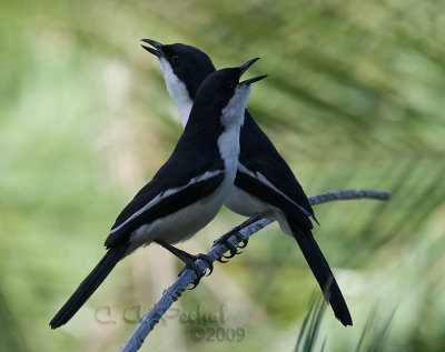 Fiscal Flycatchers