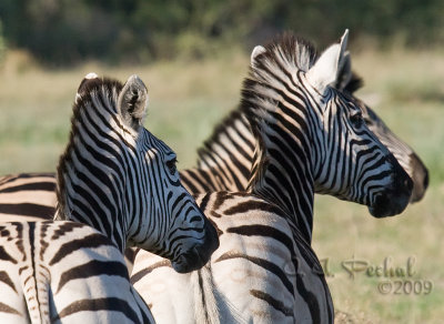 Zebra Heads