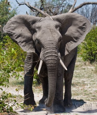 Juvenile Elephant