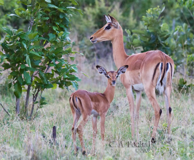 Antelope and Prey