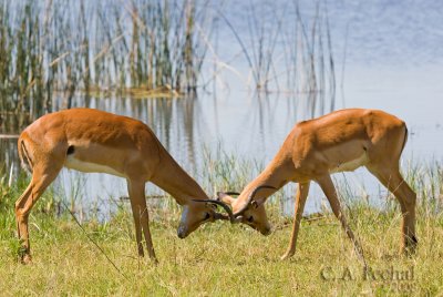 Two Young Impala sharpen their skills