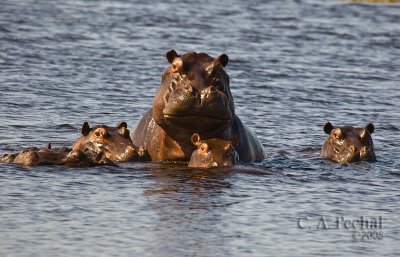 hippofamily.jpg