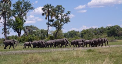 The Elephants of Botswana